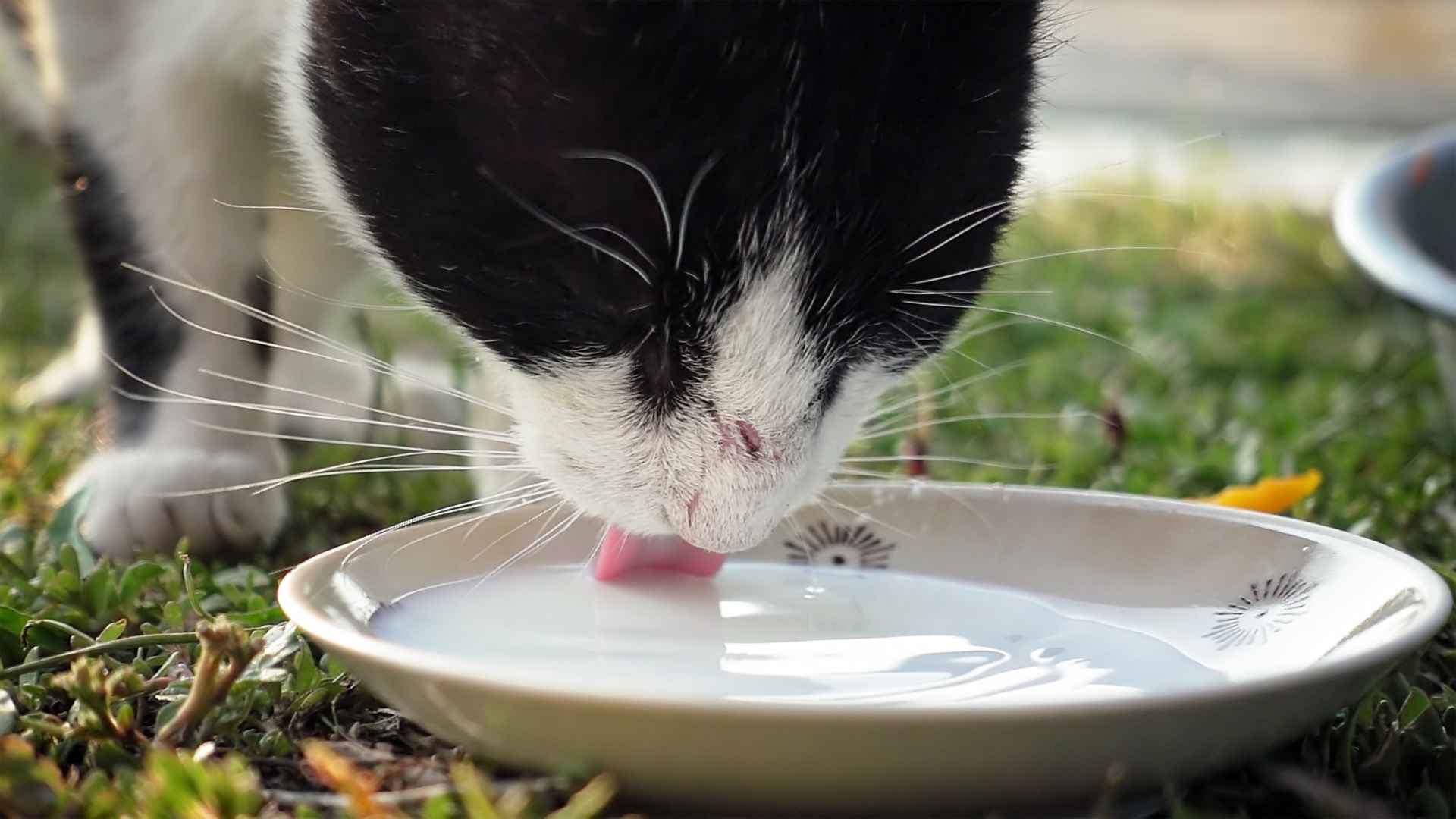 gato tomando leche de un plato